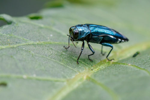 Emerald Ash Borer control