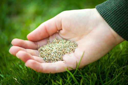 lawn seeding