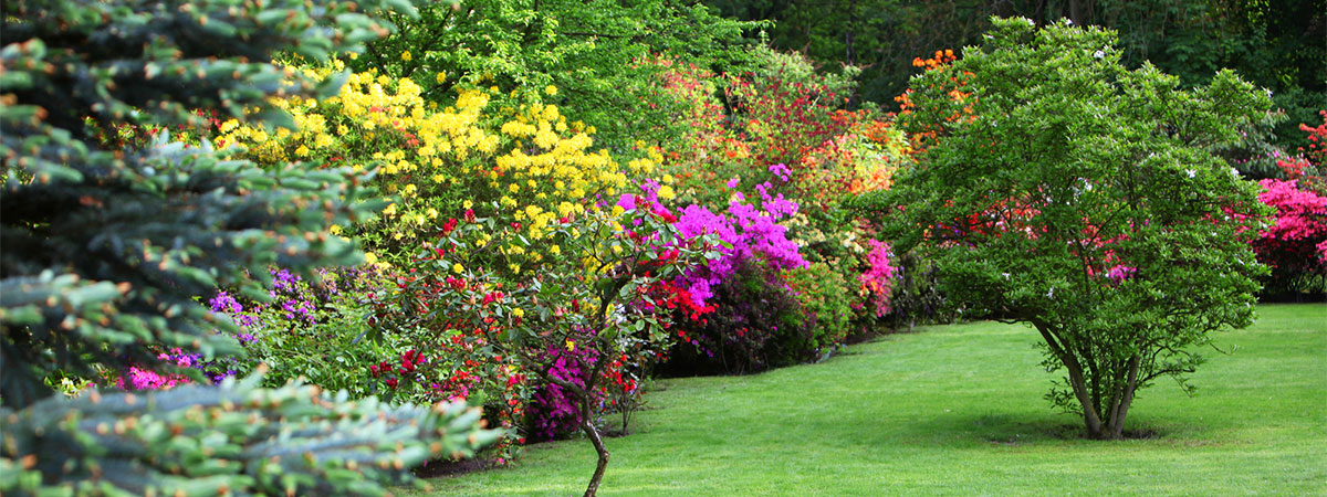 Tree and shrub treatment in Lewis Center OH