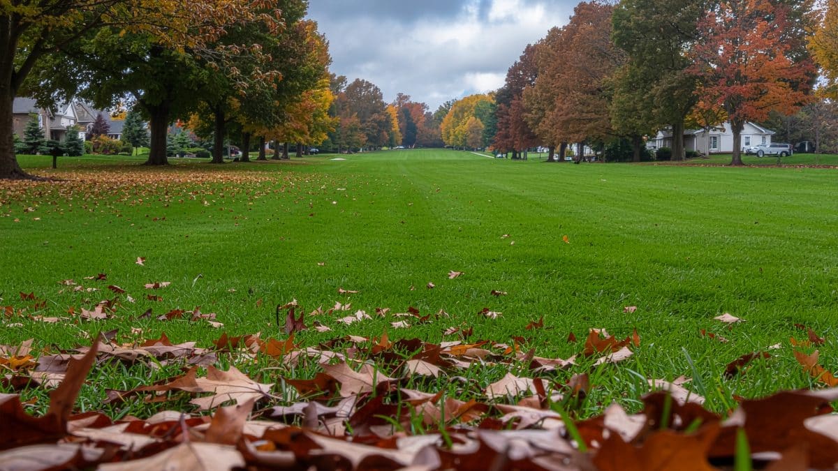 Preparing lawn for winter Ohio on a healthy yard with natural dormancy tips and leaf management