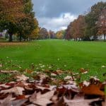 Preparing lawn for winter Ohio on a healthy yard with natural dormancy tips and leaf management