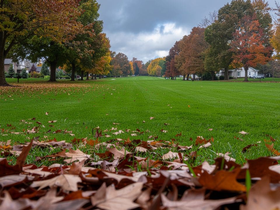 Preparing lawn for winter Ohio on a healthy yard with natural dormancy tips and leaf management