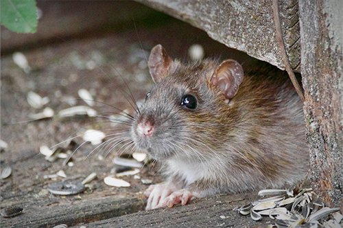 Rodent Control in the Dublin Ohio Area