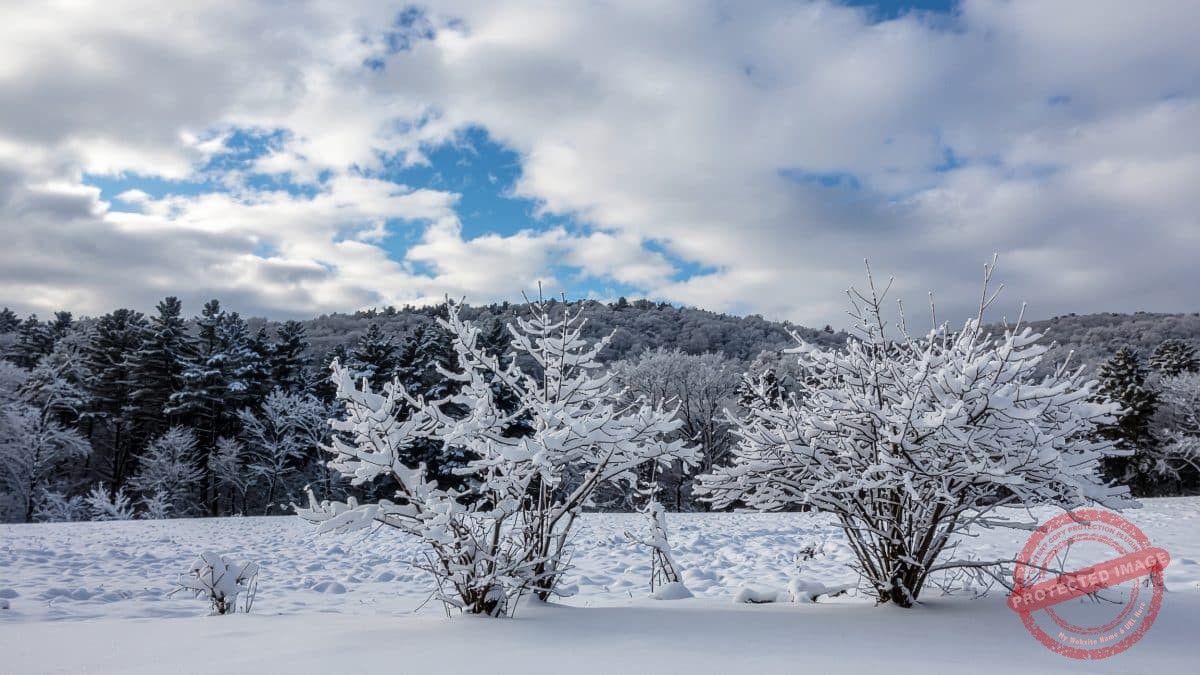 Winter tree care Ohio for resilient plants in cold weather.