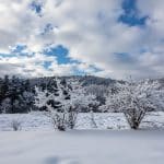 Winter tree care Ohio for resilient plants in cold weather.