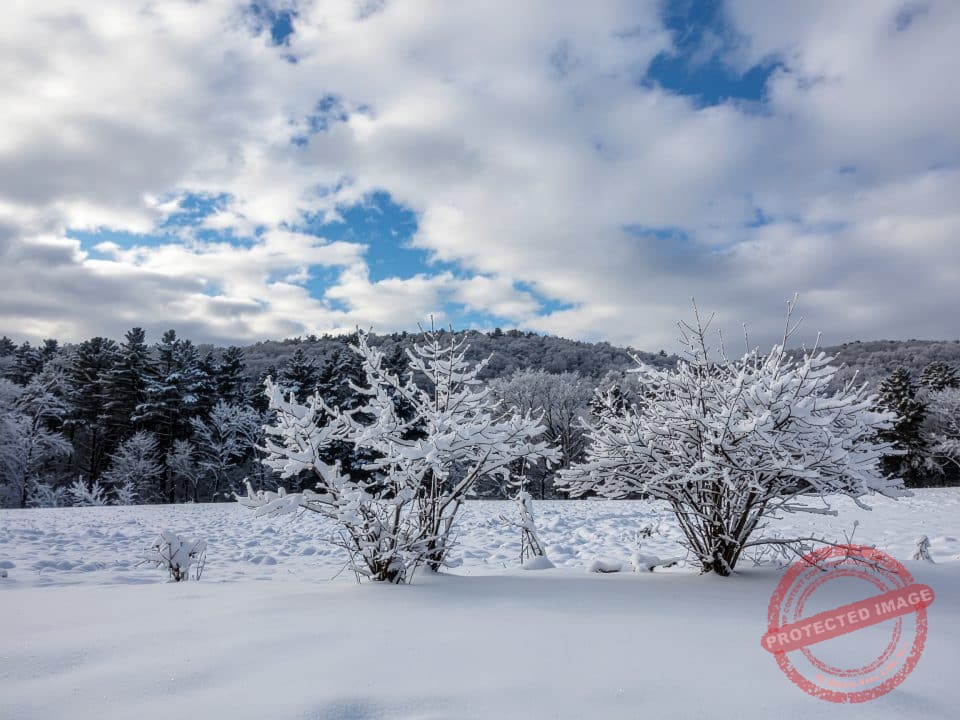 Winter tree care Ohio for resilient plants in cold weather.